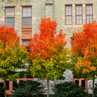 Trees turning autumn colors in Perelman Quadrangle